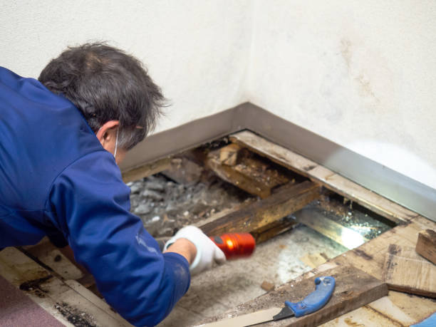 Best Professional Mold Removal  in Glenwood Springs, CO