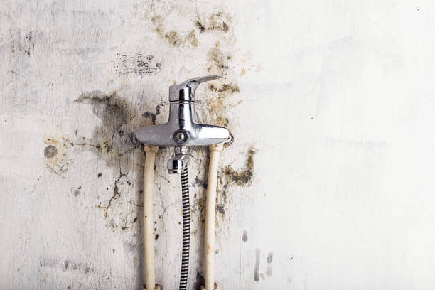 Certified Mold Removal in Glenwood Springs, CO
