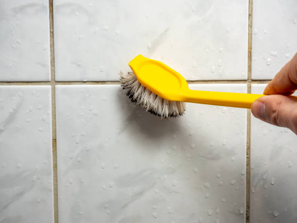 Best Fast Mold Removal  in Glenwood Springs, CO