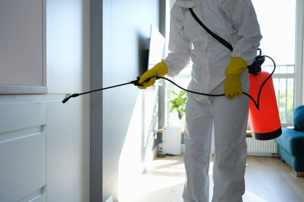 Reliable Glenwood Springs, CO Mold Removal Solutions