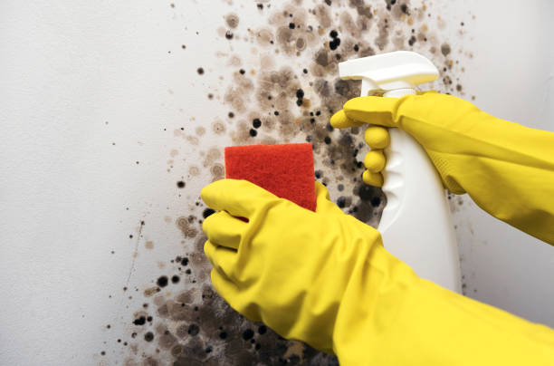 Best Mold Testing and Removal  in Glenwood Springs, CO