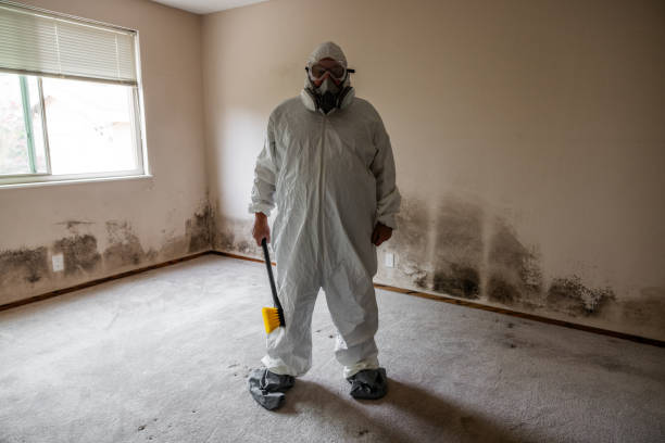 Best Attic Mold Removal  in Glenwood Springs, CO