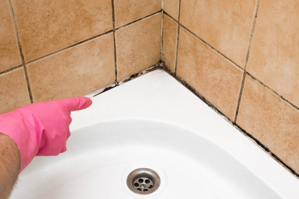 Best Best Mold Removal Companies  in Glenwood Springs, CO